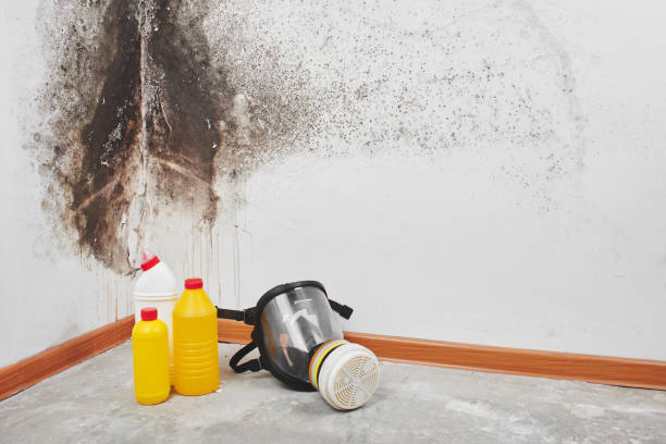 Home Mold Removal in Fruitvale, CO