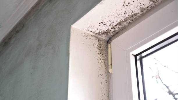 Best Mold Damage Repair  in Fruitvale, CO
