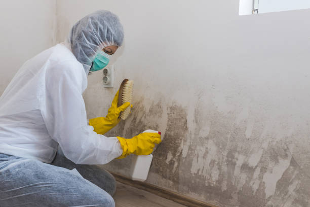 Best Residential Mold Removal  in Fruitvale, CO
