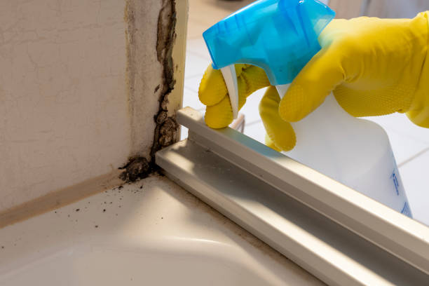 Office Mold Removal Services in Fruitvale, CO