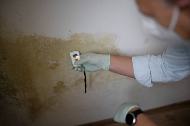 Best Mold Removal Process  in Fruitvale, CO